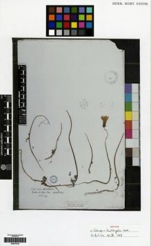 Type specimen at Edinburgh (E). Wallich, Nathaniel: 1297. Barcode: E00275123.