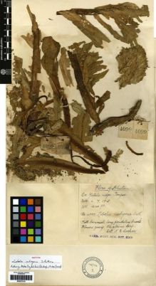 Type specimen at Edinburgh (E). Cooper, Roland: 4099. Barcode: E00275133.