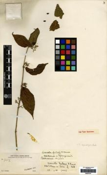 Type specimen at Edinburgh (E). Forbes, Henry: 952. Barcode: E00275137.