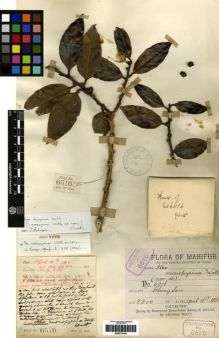 Type specimen at Edinburgh (E). Watt, George: 6516. Barcode: E00275150.