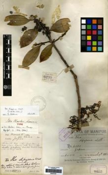 Type specimen at Edinburgh (E). Watt, George: 6220. Barcode: E00275151.