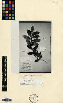 Type specimen at Edinburgh (E). : 272. Barcode: E00275154.