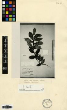 Type specimen at Edinburgh (E). : 272. Barcode: E00275155.
