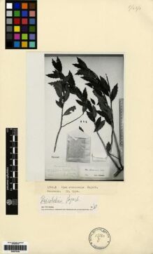 Type specimen at Edinburgh (E). : . Barcode: E00275156.