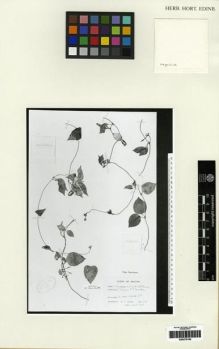Type specimen at Edinburgh (E). Gould, B.J.: 639. Barcode: E00275162.