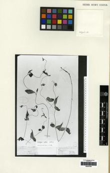 Type specimen at Edinburgh (E). Hooker, Joseph: (23). Barcode: E00275165.