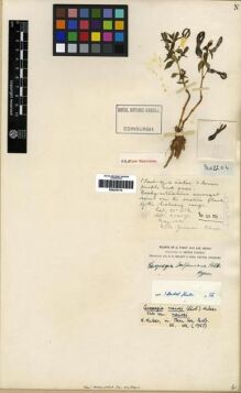 Type specimen at Edinburgh (E). Forrest, George: 2204. Barcode: E00275170.