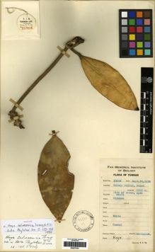 Type specimen at Edinburgh (E). Yu, Tse-tsun: 23006. Barcode: E00275181.