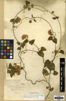 Type specimen at Edinburgh (E). Maire, Edouard-Ernest: . Barcode: E00275185.