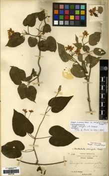Type specimen at Edinburgh (E). Wilson, Ernest: 1190. Barcode: E00275186.