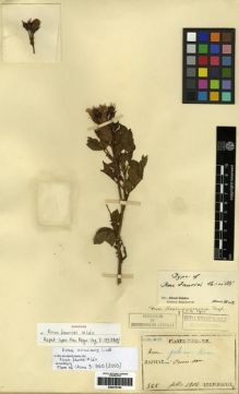 Type specimen at Edinburgh (E). Faurie, Urbain: 328. Barcode: E00275194.