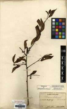 Type specimen at Edinburgh (E). Faurie, Urbain: 234. Barcode: E00275206.