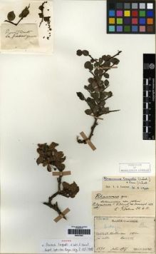 Type specimen at Edinburgh (E). Faurie, Urbain: 1890. Barcode: E00275207.