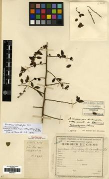 Type specimen at Edinburgh (E). Cavalerie, Pierre: 2477. Barcode: E00275213.