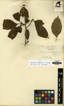 Type specimen at Edinburgh (E). Wilson, Ernest: 612. Barcode: E00275215.