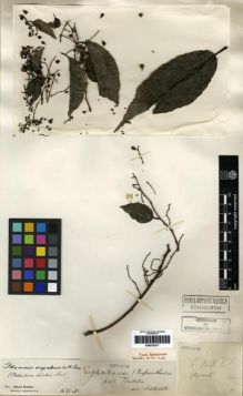 Type specimen at Edinburgh (E). Esquirol, Joseph: . Barcode: E00275217.