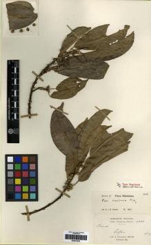 Type specimen at Edinburgh (E). Cavalerie, Pierre: 3588. Barcode: E00275239.