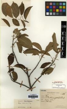 Type specimen at Edinburgh (E). Esquirol, Joseph: 3518. Barcode: E00275240.