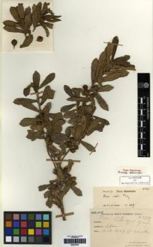 Type specimen at Edinburgh (E). Cavalerie, Pierre: 3592. Barcode: E00275241.