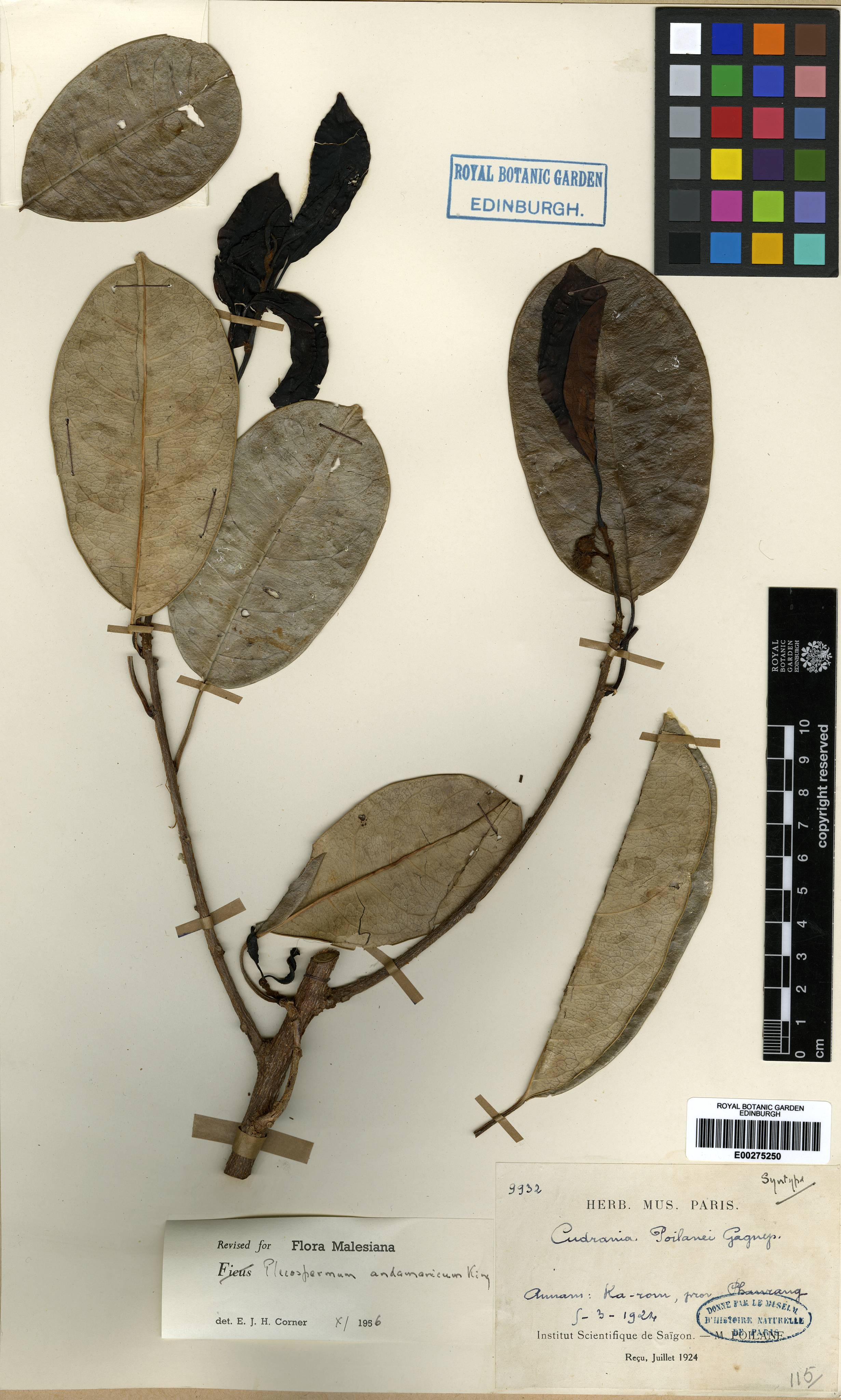 Maclura andamanica — ảnh 3