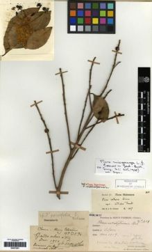 Type specimen at Edinburgh (E). Cavalerie, Pierre: 3601. Barcode: E00275251.