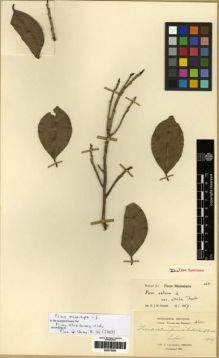 Type specimen at Edinburgh (E). Cavalerie, Pierre: 3601. Barcode: E00275253.