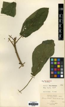 Type specimen at Edinburgh (E). Cavalerie, Pierre: 3594. Barcode: E00275259.