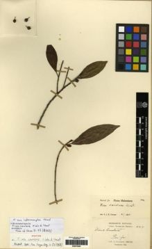 Type specimen at Edinburgh (E). Cavalerie, Pierre: 244. Barcode: E00275263.