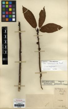 Type specimen at Edinburgh (E). Cavalerie, Pierre: 532. Barcode: E00275264.