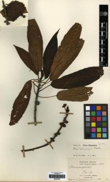 Type specimen at Edinburgh (E). Cavalerie, Pierre: 532. Barcode: E00275265.