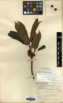 Type specimen at Edinburgh (E). Cavalerie, Pierre: . Barcode: E00275266.