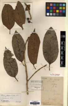 Type specimen at Edinburgh (E). Cavalerie, Pierre: 3634. Barcode: E00275274.