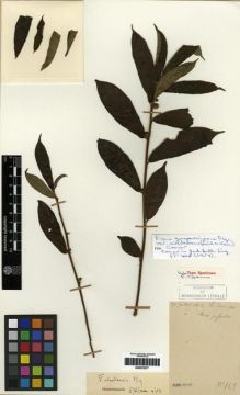 Type specimen at Edinburgh (E). Cavalerie, Pierre: 169. Barcode: E00275277.