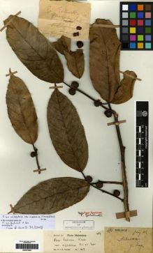 Type specimen at Edinburgh (E). Esquirol, Joseph: 477. Barcode: E00275282.