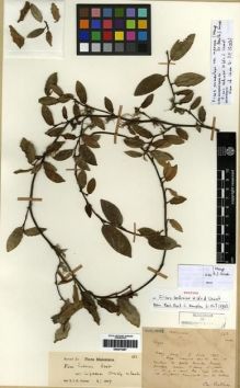 Type specimen at Edinburgh (E). Bodinier, Emile: 563. Barcode: E00275287.