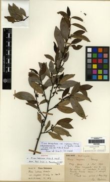 Type specimen at Edinburgh (E). Bodinier, Emile: . Barcode: E00275288.