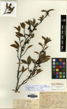 Type specimen at Edinburgh (E). Bodinier, Emile: 563. Barcode: E00275290.