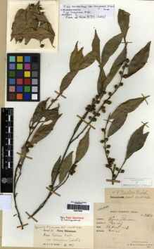 Type specimen at Edinburgh (E). Esquirol, Joseph: 3573. Barcode: E00275292.