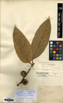 Type specimen at Edinburgh (E). Ducloux, Francois: 106. Barcode: E00275296.