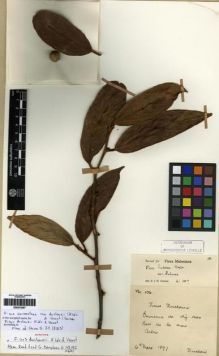 Type specimen at Edinburgh (E). Ducloux, Francois: 106. Barcode: E00275297.