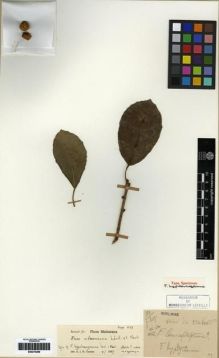 Type specimen at Edinburgh (E). Esquirol, Joseph: 597. Barcode: E00275299.