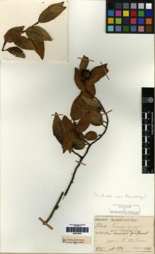 Type specimen at Edinburgh (E). Faurie, Urbain: 895. Barcode: E00275303.