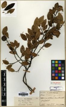 Type specimen at Edinburgh (E). Faurie, Urbain: 1993. Barcode: E00275304.