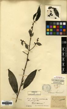 Type specimen at Edinburgh (E). Esquirol, Joseph: 392. Barcode: E00275308.