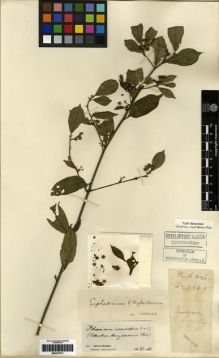 Type specimen at Edinburgh (E). Cavalerie, Pierre: 3349. Barcode: E00275311.