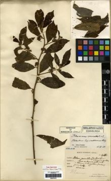 Type specimen at Edinburgh (E). Esquirol, Joseph: 3612. Barcode: E00275312.