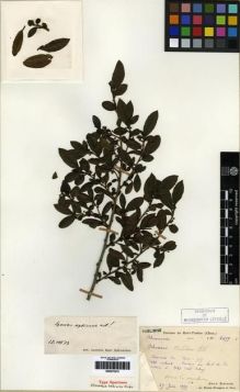 Type specimen at Edinburgh (E). Bodinier, Emile: 2657. Barcode: E00275313.