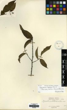 Type specimen at Edinburgh (E). Cavalerie, Pierre: 1152. Barcode: E00275325.