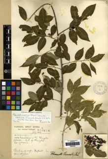 Type specimen at Edinburgh (E). Forrest, George: 10514. Barcode: E00275327.