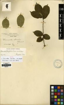 Type specimen at Edinburgh (E). Wilson, Ernest: 3389. Barcode: E00275331.